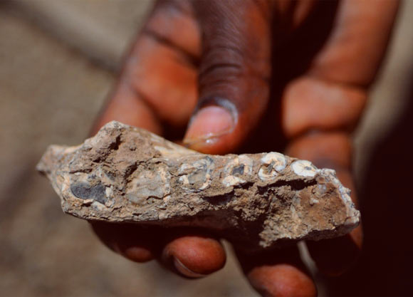The left half of the lower jaw of Australopithecus deyiremeda. Image credit: Yohannes Haile-Selassie / Cleveland Museum of Natural History.