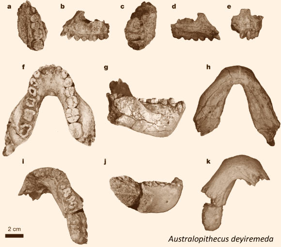 The type specimen (a-e) and paratype specimens (f-k) of Australopithecus deyiremeda. Image credit: Yohannes Haile-Selassie et al.