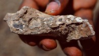 The left half of the lower jaw of Australopithecus deyiremeda. Image credit: Yohannes Haile-Selassie / Cleveland Museum of Natural History.