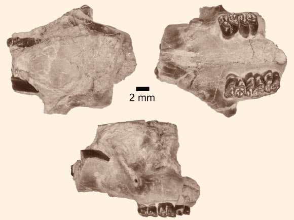 Specimens of Microtheriomys brevirhinus. Image credit: William Korth / Joshua Samuels.
