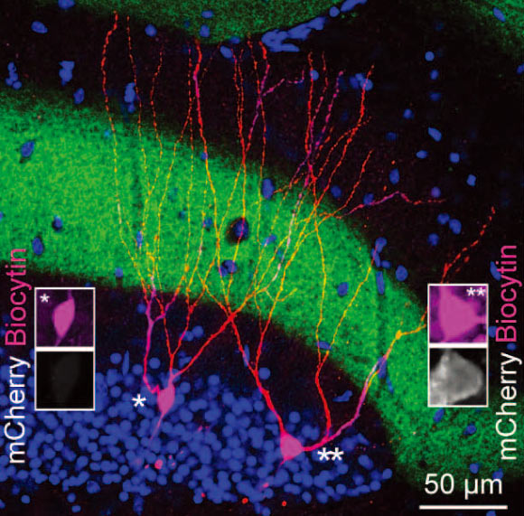 Image of a pair of engram (mCherry+) and nonengram (mCherry–) cells in the hippocampal dentate gyrus. Image credit: Tomás J. Ryan et al.
