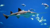 The smalltooth sawfish (Pristis pectinata). Image credit: Forrest Samuels / U.S. Fish and Wildlife Service Headquarters / CC BY-NC-SA 2.0.