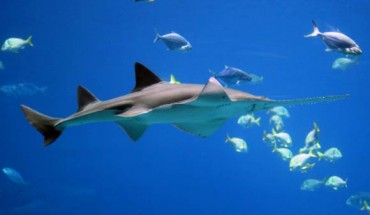 The smalltooth sawfish (Pristis pectinata). Image credit: Forrest Samuels / U.S. Fish and Wildlife Service Headquarters / CC BY-NC-SA 2.0.