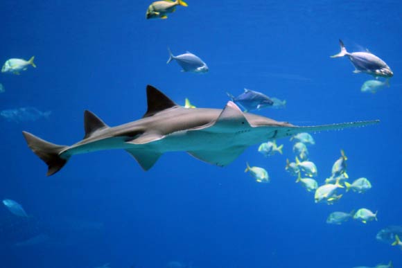 The smalltooth sawfish (Pristis pectinata). Image credit: Forrest Samuels / U.S. Fish and Wildlife Service Headquarters / CC BY-NC-SA 2.0.