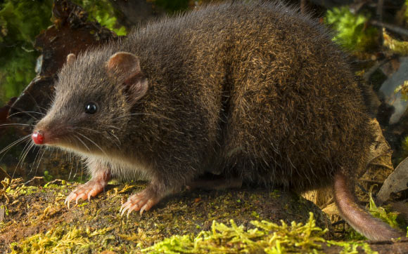 The Tasman Peninsula Dusky Antechinus (Antechinus vandycki). Image credit: Gary Cranitch / Queensland Museum.