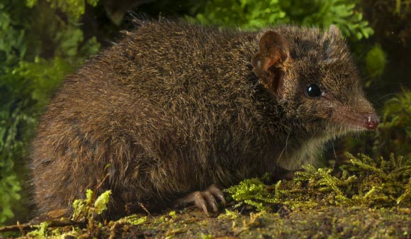 The Mainland Dusky Antechinus (Antechinus mimetes). Image credit: Gary Cranitch / Queensland Museum.