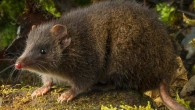 The Tasman Peninsula Dusky Antechinus (Antechinus vandycki). Image credit: Gary Cranitch / Queensland Museum.