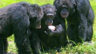 Chimpanzees at Miami Metrozoo. Image credit: Matthew Hoelscher / CC BY-SA 2.0.