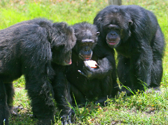 Chimpanzees at Miami Metrozoo. Image credit: Matthew Hoelscher / CC BY-SA 2.0.