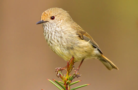 The brown thornbill (Acanthiza pusilla). Image credit: Patrick K59 / CC BY 2.0.