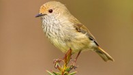 The brown thornbill (Acanthiza pusilla). Image credit: Patrick K59 / CC BY 2.0.