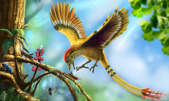 Reconstruction of the fossil bird from the Cretaceous of the Crato Formation, Araripe Basin, Brazil. Image credit: Deverson Pepi, via novataxa.blogspot.com.
