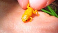 Brachycephalus sp. from the Brazilian Atlantic Forest. Image credit: Luiz Fernando Ribeiro / CC BY SA.