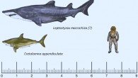 Reconstruction of the lamniform shark Cretalamna appendiculata and the shark described by Dr Frederickson and his colleagues. Image credit: Frederickson JA et al.