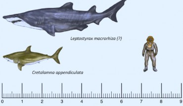 Reconstruction of the lamniform shark Cretalamna appendiculata and the shark described by Dr Frederickson and his colleagues. Image credit: Frederickson JA et al.