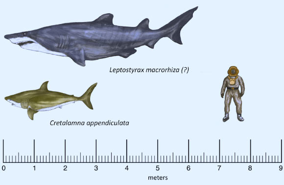 Reconstruction of the lamniform shark Cretalamna appendiculata and the shark described by Dr Frederickson and his colleagues. Image credit: Frederickson JA et al.