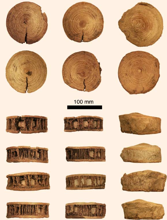 The three newly-discovered shark vertebrae in (descending order) rostral, caudal, ventral, right lateral, dorsal, and left lateral views. Image credit: Frederickson JA et al.