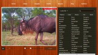 The Snapshot Serengeti project asked citizen scientists to review over 1.2 million camera trap images from Serengeti. Image credit: www.snapshotserengeti.org.