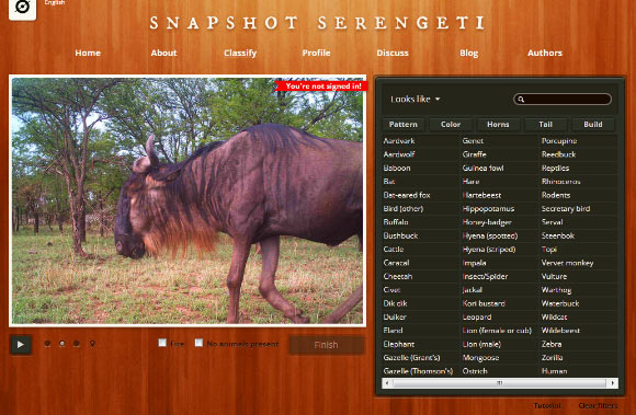The Snapshot Serengeti project asked citizen scientists to review over 1.2 million camera trap images from Serengeti. Image credit: www.snapshotserengeti.org.