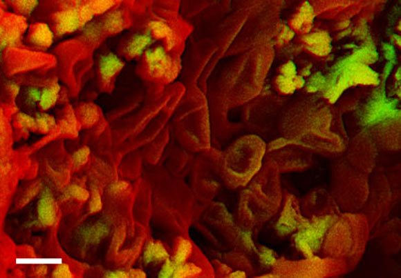 Density-dependent color scanning electron micrograph of an ungual claw of an indeterminate theropod dinosaur shows erythrocyte-like structures. Scale bar - 1 μm. Image credit: Sergio Bertazzo et al.