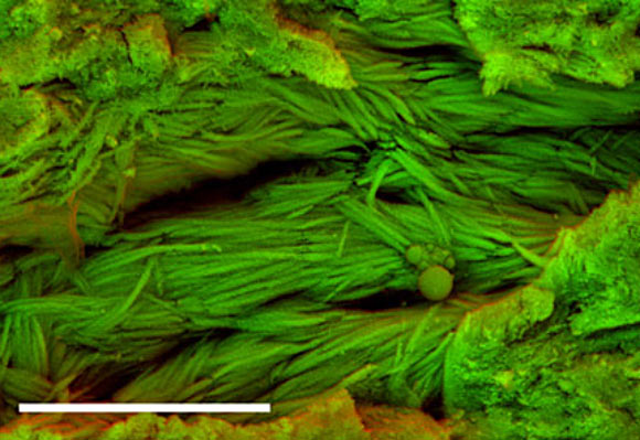 Density-dependent color scanning electron micrograph of a rib fragment of an indeterminate dinosaur shows fibrous structures. Scale bar - 5 μm. Image credit: Sergio Bertazzo et al.
