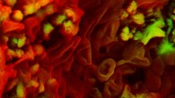 Density-dependent color scanning electron micrograph of an ungual claw of an indeterminate theropod dinosaur shows erythrocyte-like structures. Scale bar - 1 μm. Image credit: Sergio Bertazzo et al.