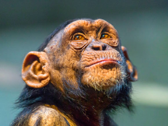 A young chimpanzee named Malik at Walter Zoo, Gossau, Switzerland. Image credit: Emmanuel Keller / CC BY-ND 2.0.