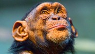 A young chimpanzee named Malik at Walter Zoo, Gossau, Switzerland. Image credit: Emmanuel Keller / CC BY-ND 2.0.