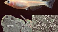 Female medaka lacking foxl3 genes shows standard female body shape. In the ovaries of foxl3 mutant female medaka, a large number of sperm and a small number of eggs are formed. Image credit: National Institute for Basic Biology.