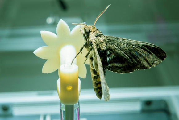 A hawkmoth (Manduca sexta) clings to a robotic flower used to study the insect’s ability to track the moving flower under low light conditions. Image credit: Rob Felt / Georgia Tech.