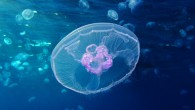 Moon jellyfish (Aurelia aurita), Red Sea, Egypt. Image credit: Alexander Vasenin / CC BY-SA 3.0.