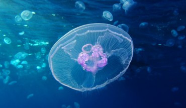 Moon jellyfish (Aurelia aurita), Red Sea, Egypt. Image credit: Alexander Vasenin / CC BY-SA 3.0.