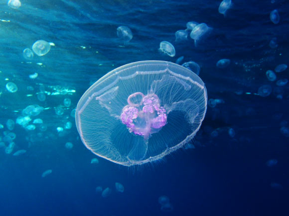 Moon jellyfish (Aurelia aurita), Red Sea, Egypt. Image credit: Alexander Vasenin / CC BY-SA 3.0.