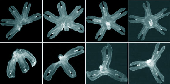 A single ephrya of Aurelia aurita was split into a three-armed section (bottom) and a five-armed section (top). Within two days of the amputation, neither section regenerated the lost arms. Instead, each section mechanically reorganized itself to reform radial symmetry with its remaining arms. Shown above, from left to right, are the ephryae immediately after amputation, then at 6 hours, 18 hours, and finally 50 hours. Image credit: Michael Abrams / Ty Basinger.