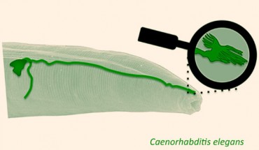 Inside the head of the nematode Caenorhabditis elegans, an antenna-like structure at the tip of the AFD neuron (green) is the sensor for Earth’s magnetic field. Image credit: Andrés Vidal-Gadea.