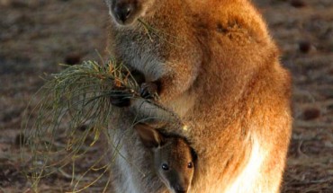 A red-necked wallaby (Macropus rufogriseus) manipulating food with one hand. Image credit: Andrey Giljov / National Geographic Society.