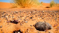A nest of the Saharan silver ants (Cataglyphis bombycina) in Erg Chebbi, Morocco: outside the nest some ants are feasting on a camel tick; at the entrance to the nest is a piece of dry camel dropping. Image credit: Bjørn Christian Tørrissen / CC BY-SA 3.0.