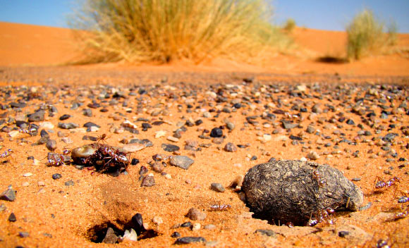 A nest of the Saharan silver ants (Cataglyphis bombycina) in Erg Chebbi, Morocco: outside the nest some ants are feasting on a camel tick; at the entrance to the nest is a piece of dry camel dropping. Image credit: Bjørn Christian Tørrissen / CC BY-SA 3.0.