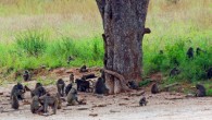 A troop of Olive baboons (Papio anubis). Image credit: Harvey Barrison / CC BY-SA 2.0.