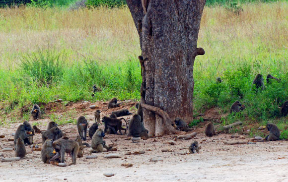 A troop of Olive baboons (Papio anubis). Image credit: Harvey Barrison / CC BY-SA 2.0.