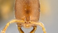 Prionopelta seychelles paratype worker, head in full-face view. Image credit: Overson R & Fisher BL.