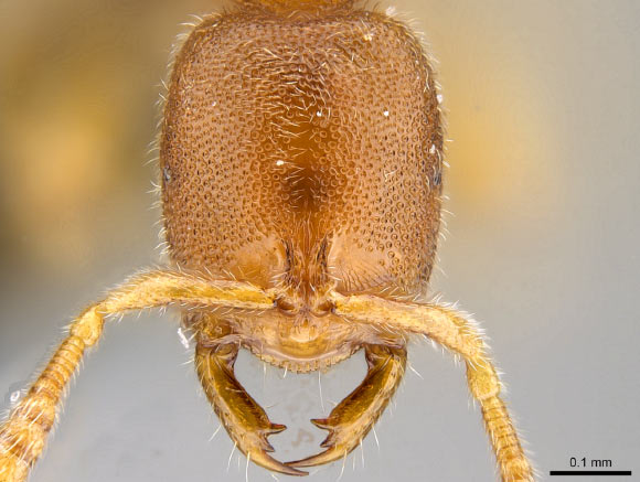 Prionopelta seychelles paratype worker, head in full-face view. Image credit: Overson R & Fisher BL.