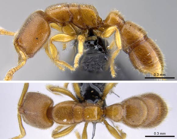 Prionopelta seychelles paratype worker: body in profile and dorsal view. Image credit: Overson R & Fisher BL.