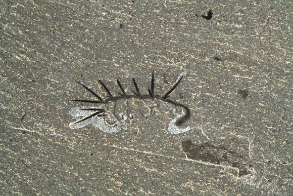 Hallucigenia sparsa from the Burgess Shale. The fossil is 15 mm long. Image credit: Jean-Bernard Caron.