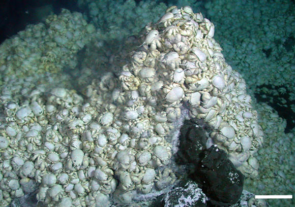 Kiwa tyleri assemblage. Scale bar – 10 cm. Image credit: Thatje S et al.