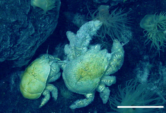 Kiwa tyleri, female (left) and male (right). Scale bar – 5 cm. Image credit: Thatje S et al.