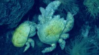Kiwa tyleri, female (left) and male (right). Scale bar – 5 cm. Image credit: Thatje S et al.