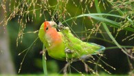 The rosy-faced lovebird (Agapornis roseicollis). Image credit: David González Romero.