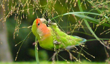 The rosy-faced lovebird (Agapornis roseicollis). Image credit: David González Romero.