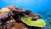 Corals along the Northern part of the Great Barrier Reef. Image credit: Line K Bay / Australian Institute of Marine Science.